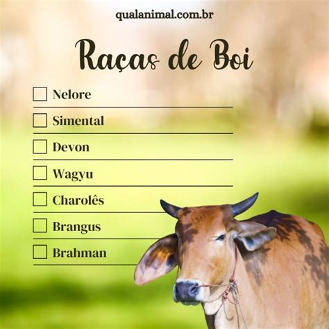12 Raças de Boi: Conheça as principais