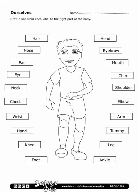 50 Spanish Body Parts Worksheet – Chessmuseum Template Library