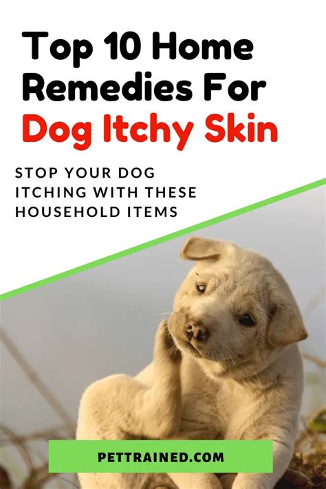 Top 10 Home Remedies For Itchy Skin In Dogs - Pet Trained