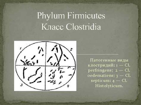 Phylum Firmicutes Класс Clostridia Патогенные виды клостридий 1