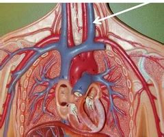 Cardiovascular System Cranial Veins Inferior Arteries Inferior Veins