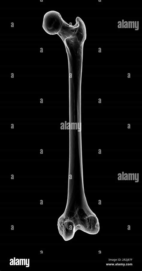 Femur bone, illustration Stock Photo - Alamy