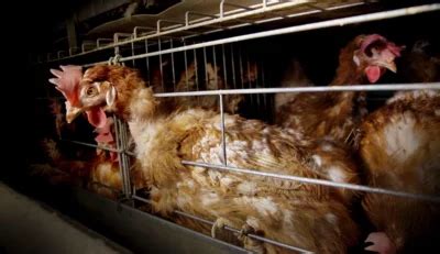 Battery Cage: Is Battery Chicken Farming Illegal?