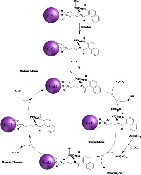 Plausible mechanism for Suzuki Miyaura cross-coupling | Download ...