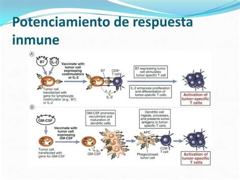 Inmunidad Frente A Tumores Ppt