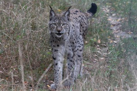 Sweden hesitates to protect lynxes against hunting