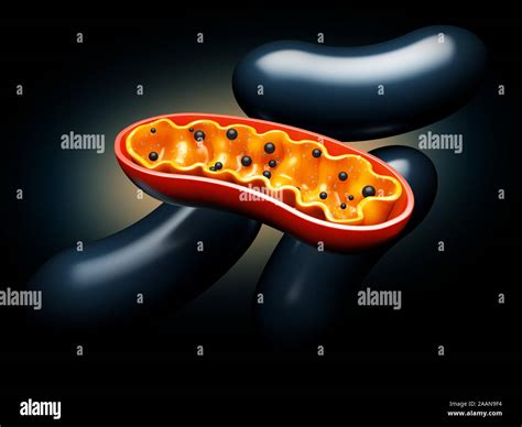 Biochimica Dei Mitocondri Immagini E Fotografie Stock Ad Alta