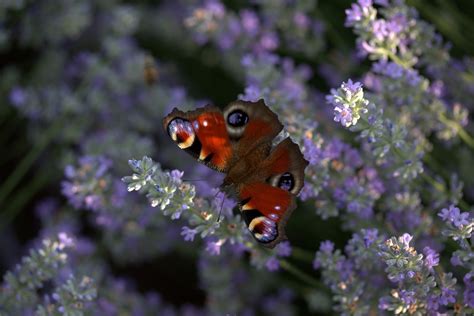 Butterfly Lavender Colored Peacock - Free photo on Pixabay - Pixabay