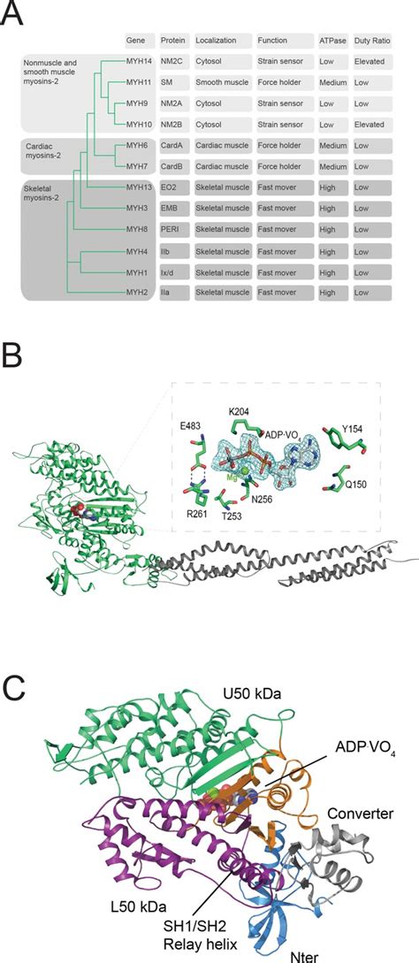 Figures And Data In Mechanistic Insights Into The Active Site And