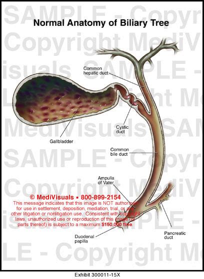 Biliary Tract Anatomy