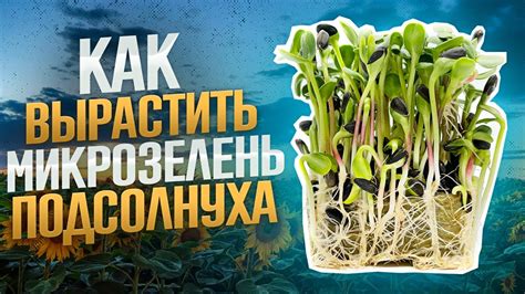 Как вырастить микрозелень подсолнуха?! Подсолнух без плесени! Бизнес на ...