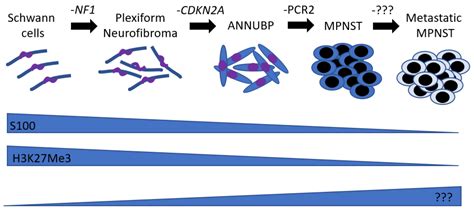 Ijms Free Full Text Toward Understanding The Mechanisms Of