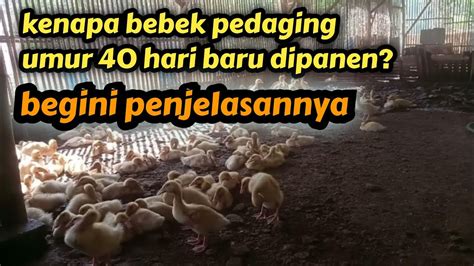 Kenapa Bebek Pedaging Umur 40 Hari Panen YouTube