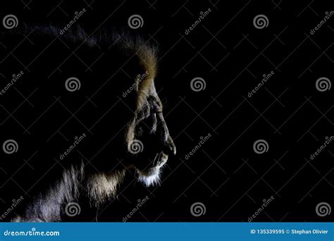 Side View of Big Male Lion Walking. Stock Image - Image of five, kruger: 135339595