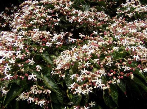 CLERODENDRON trichotomum – Rocky Dale Gardens Plant Catalog