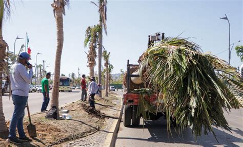 Reforesta Gobierno De Acapulco Camellones De La Avenida Costera