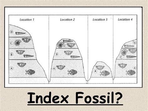 Good Fossil Quiz Worksheet