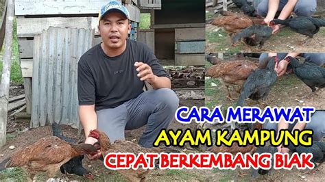 Cara Merawat Ayam Kampung Agar Cepat Bertelur And Berkembang Biak Youtube