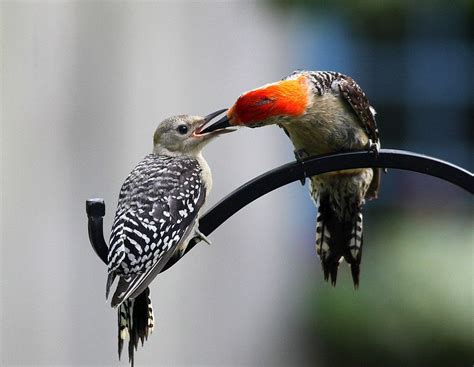 Mother and Baby Red-bellied Woodpeckers | Woodpecker, Pretty birds