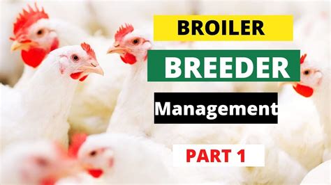 Management Of Broiler Breeders Part Youtube