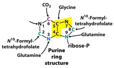 purine ring structure Flashcards | Quizlet