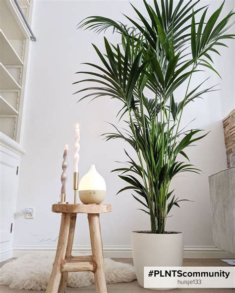 Shop Kentia Howea Forsteriana Kentia Palm Xxl Golden Cane Palm Online