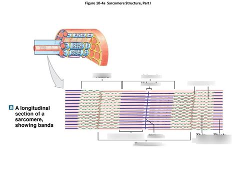 sarcomere structure BIO 220 Diagram | Quizlet