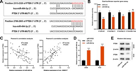 Pten Is The Direct Target Of Mir P A According To The Binding