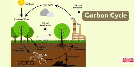 Carbon Cycle Diagram Steps Definition In Biology