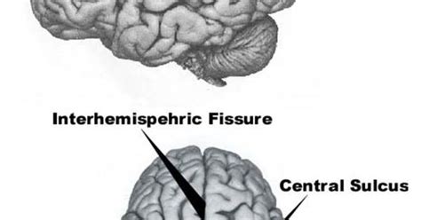 The Rolandic Fissure Is A Large Double S Shaped Cleft Located On The