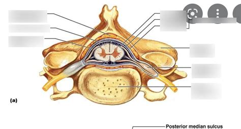Diagram Of Spinal Cord Labelling Part Quizlet