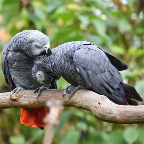 Information on Timneh and Congo African Grey Parrots - Windy City Parrot