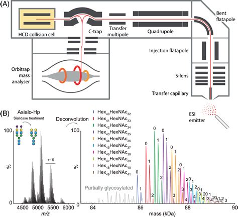 Native Mass SpectrometryA Valuable Tool In Structural Biology Barth