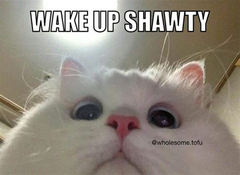 Wake up shawty | Cute memes, Funny cute cats, Cat memes