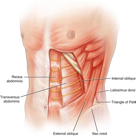 Transversus Abdominis Plane Block Clinical Tree