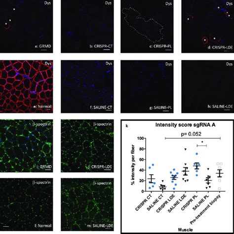 Dystrophin Expression Was Minimally Restored In HDR CRISPR Tx Muscle