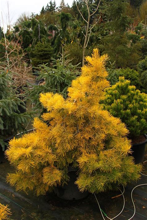 Photo Abies Concolor Wintergold Plant Lust