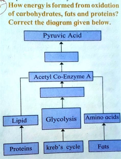 SOLVED How Is Energy Formed From The Oxidation Of Carbohydrates Fats