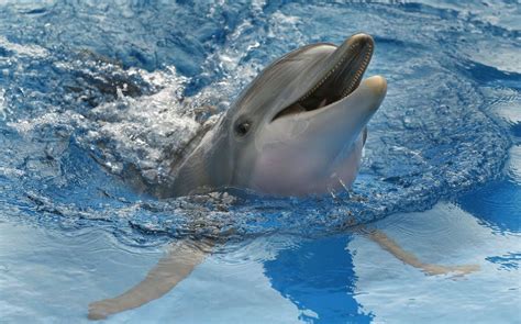 The True Story Behind New Movie Dolphin Tale