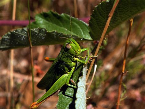 Free Images Nature Leaf Flower Wildlife Green Jungle Insect