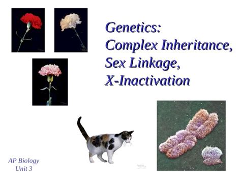 Ppt Genetics Complex Inheritance Sex Linkage X Inactivation Ap