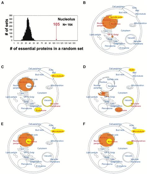 Hot Spots For Modulating Toxicity Identified By Genomic Phenotyping And