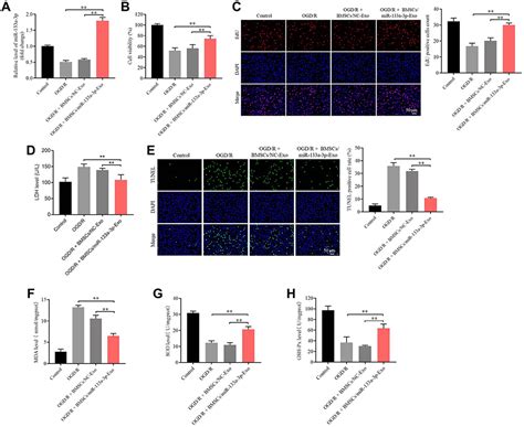 Mir 133a 3p Alleviates Brain Injury Ijn