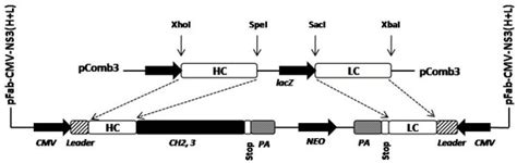 The schematic diagram of the recombinant antibody construct. The... | Download Scientific Diagram