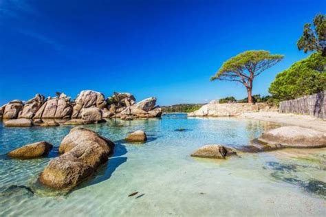 Le Pin Parasol De Palombaggia Corse