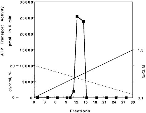 Elution Profile Of The Atp Transport Activity From The Download Scientific Diagram