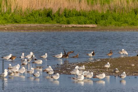 The Eurasian Or Common Whimbrel Numenius Phaeopus And Seagull On The