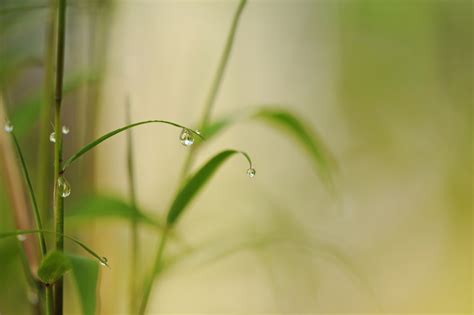 Free Images Water Nature Branch Dew Meadow Sunlight Leaf