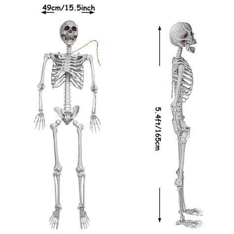 Evinis 5 4ft 165cm Halloween Realistic Full Body Skeleton Life Size