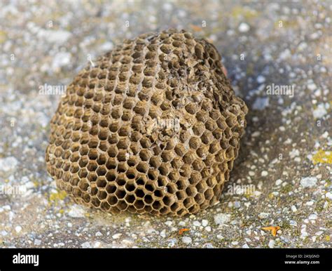 Nest of the Polistes dominula, European paper wasp Stock Photo - Alamy